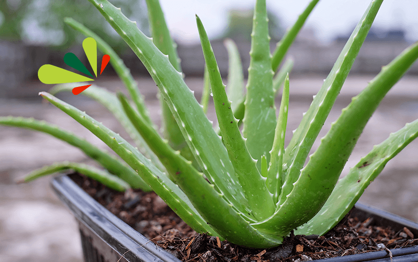 Aloe vera como planta medicinal con propiedades